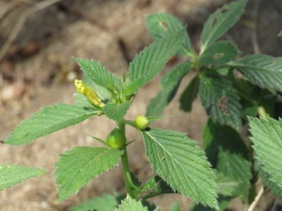 Turnera velutina, photographed by Alexis López Hernández