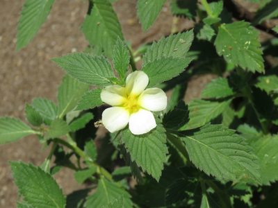Turnera velutina, photographed by Alexis López Hernández