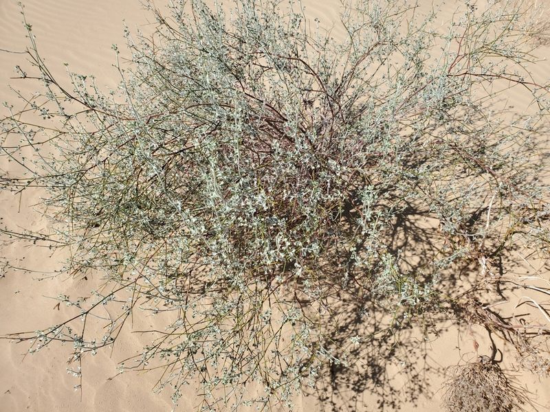 Eriogonum deserticola, photographed by Bob Miller