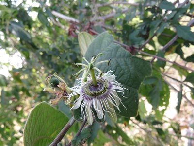 Passiflora porphyretica, photographed by Alexis López Hernández