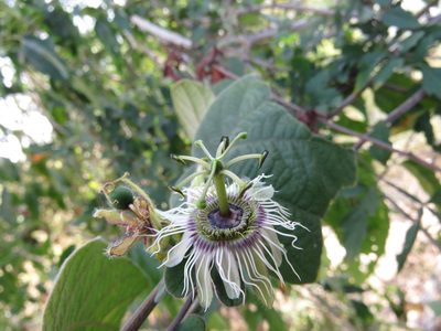 Passiflora porphyretica, photographed by Alexis López Hernández