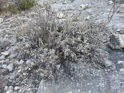 Leucophyllum minus, photographed by Matt Berger
