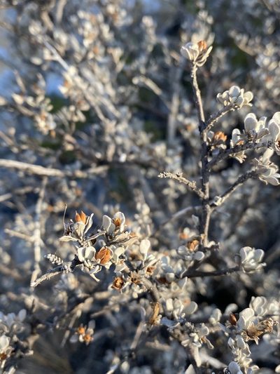 Leucophyllum minus, photographed by Matt Berger