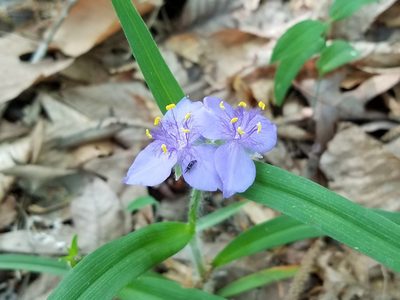 Tradescantia hirsuticaulis, photographed by Leila Dasher