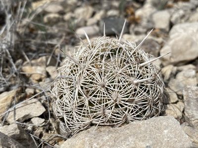 Coryphantha echinus, photographed by Matt Berger