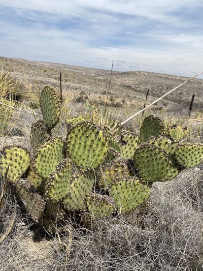 Opuntia strigil, photographed by Matt Berger