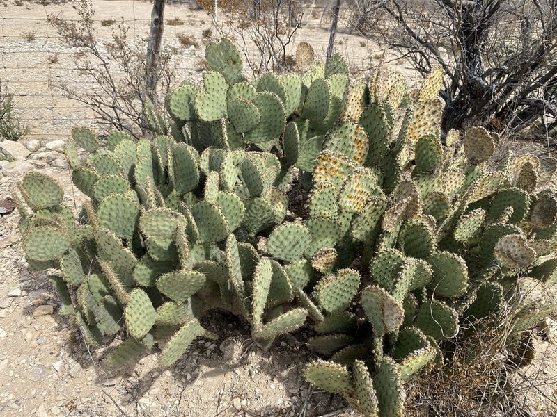 Opuntia strigil, photographed by Matt Berger
