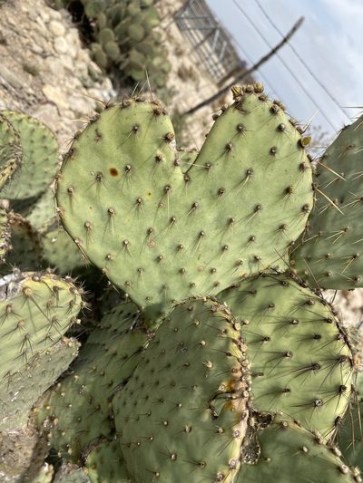 Opuntia strigil, photographed by Matt Berger