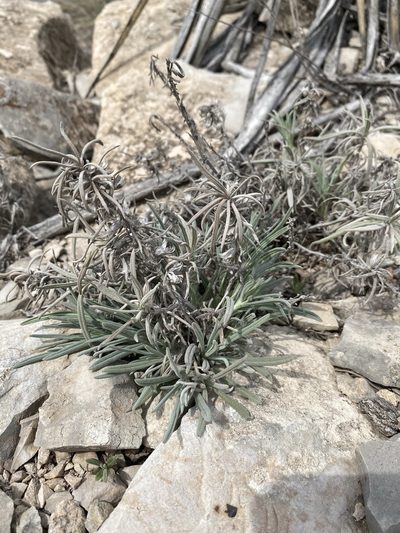 Salvia whitehousei, photographed by Matt Berger