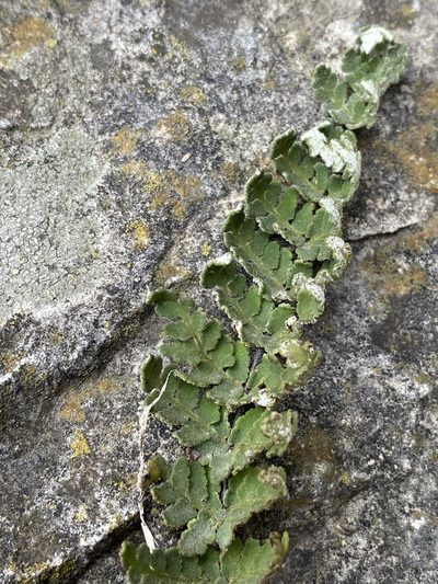 Notholaena nealleyi, photographed by Matt Berger