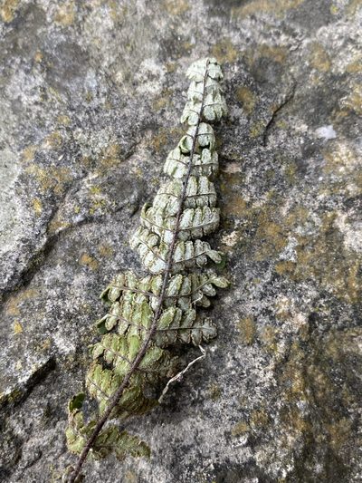Notholaena nealleyi, photographed by Matt Berger