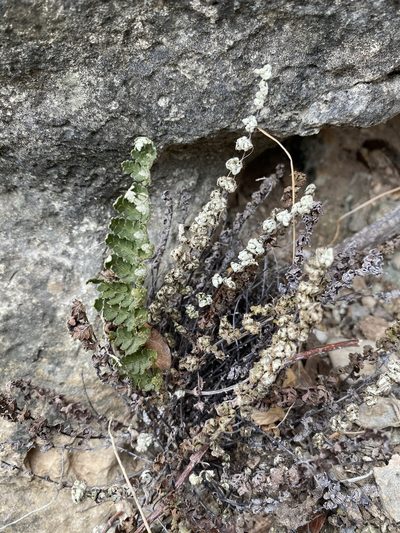 Notholaena nealleyi, photographed by Matt Berger