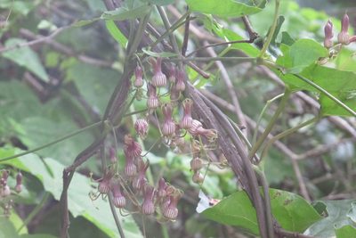 Riocreuxia picta, photographed by James Deacon