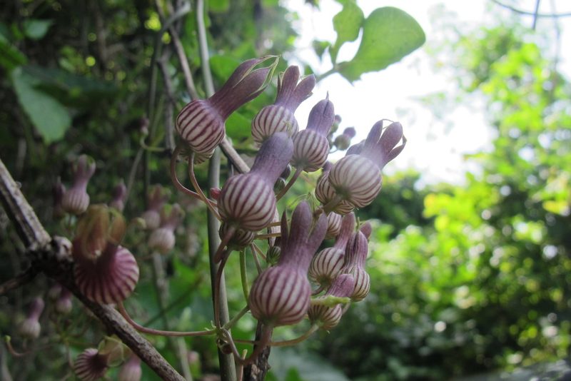 Riocreuxia picta, photographed by James Deacon