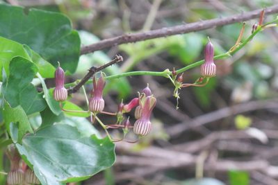 Riocreuxia picta, photographed by James Deacon