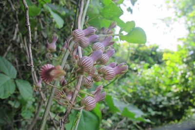 Riocreuxia picta, photographed by James Deacon