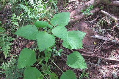 Coleus hereroensis, photographed by James Deacon