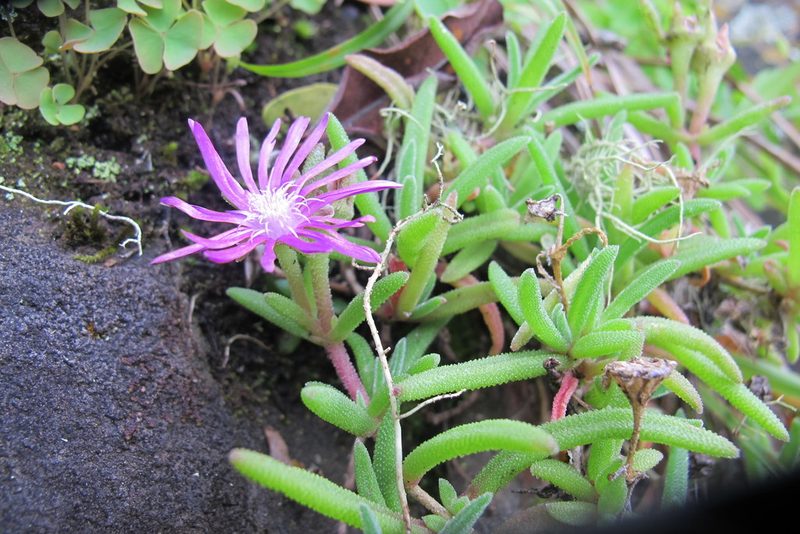 Delosperma zoutpansbergense, photographed by James Deacon