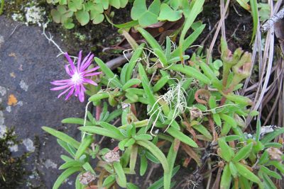 Delosperma zoutpansbergense, photographed by James Deacon
