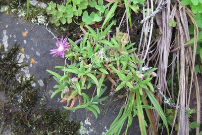 Delosperma zoutpansbergense, photographed by James Deacon