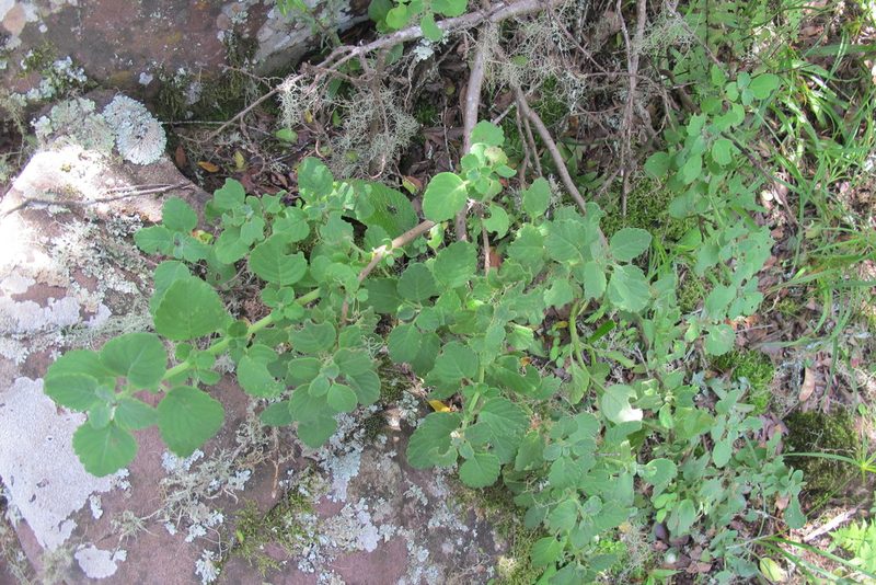 Thorncroftia succulenta, photographed by James Deacon