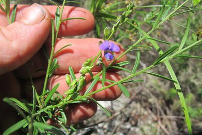 Polygala producta, photographed by James Deacon