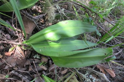 Merwilla plumbea, photographed by James Deacon