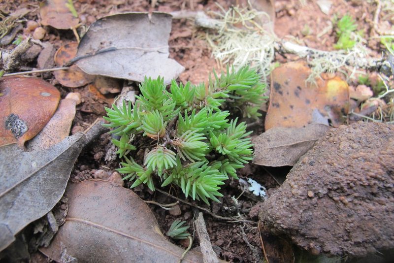 Crassula schimperi, photographed by James Deacon