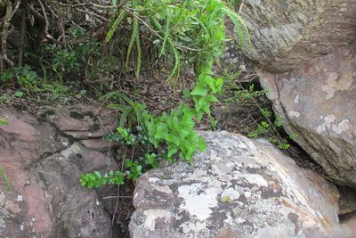 Dioscorea sylvatica, photographed by James Deacon
