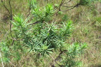Phymaspermum athanasioides, photographed by James Deacon