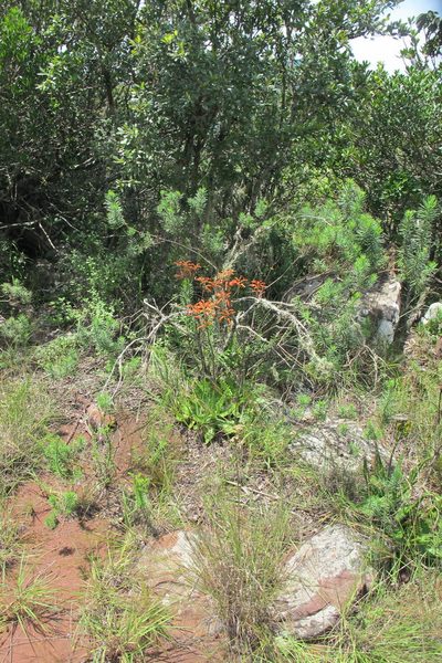 Aloe vogtsii, photographed by James Deacon
