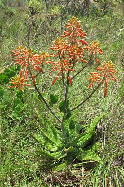 Aloe vogtsii, photographed by James Deacon