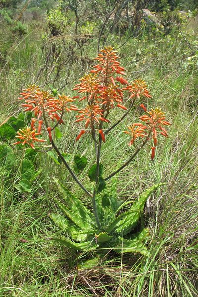 Aloe vogtsii, photographed by James Deacon
