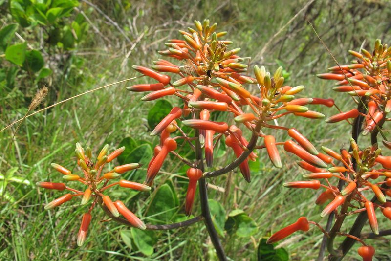 Aloe vogtsii, photographed by James Deacon