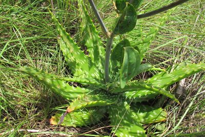 Aloe vogtsii, photographed by James Deacon