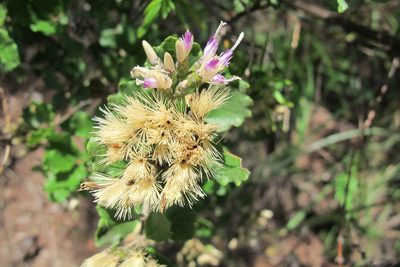 Gymnanthemum triflorum, photographed by James Deacon