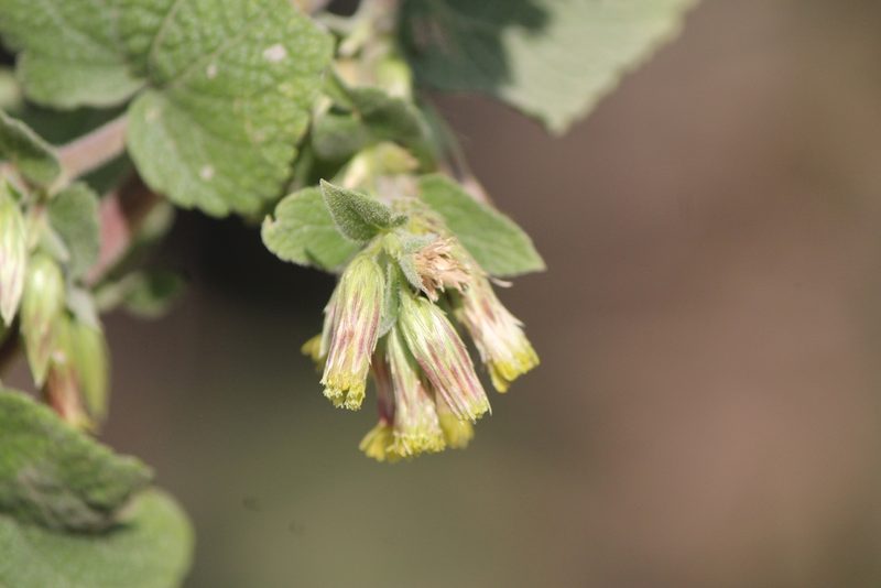 Brickellia pendula, photographed by José Belem Hernández Díaz