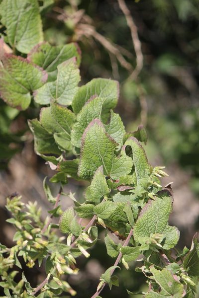 Brickellia pendula, photographed by José Belem Hernández Díaz