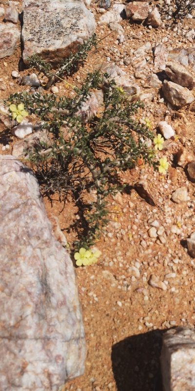 Sarcocaulon ciliatum, photographed by leandra-k_89