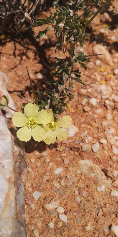Sarcocaulon ciliatum, photographed by leandra-k_89
