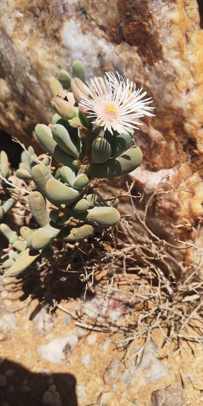 Eberlanzia gravida, photographed by leandra-k_89