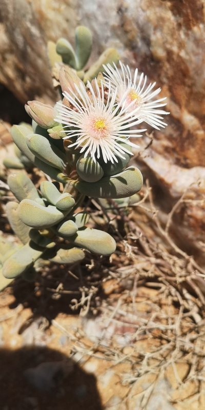 Eberlanzia gravida, photographed by leandra-k_89