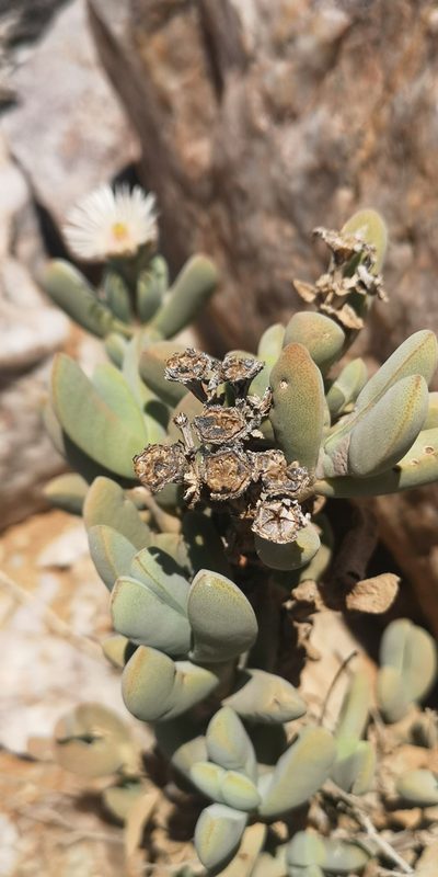 Eberlanzia gravida, photographed by leandra-k_89