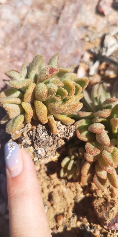 Tylecodon racemosus, photographed by leandra-k_89