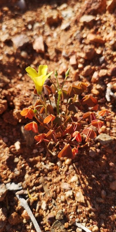Oxalis haedulipes, photographed by leandra-k_89