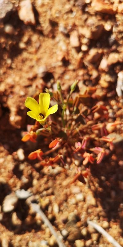 Oxalis haedulipes, photographed by leandra-k_89
