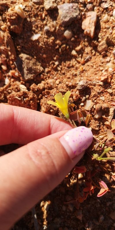 Oxalis haedulipes, photographed by leandra-k_89