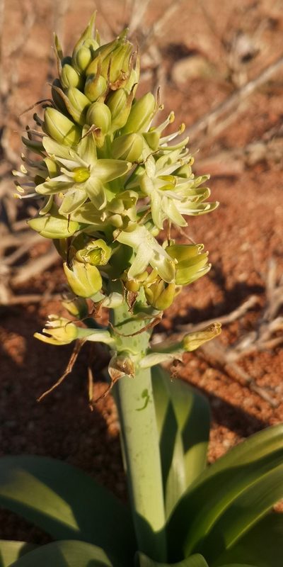 Ethesia xanthochlora, photographed by leandra-k_89