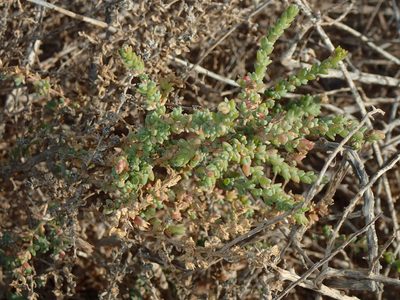 Traganum moquinii, photographed by Julien Renoult