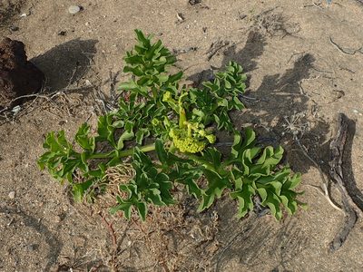 Astydamia latifolia, photographed by Julien Renoult